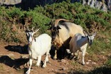 Fototapeta Zwierzęta - Goats on the cliff
