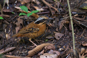 Sticker - Variety of Pitta birds from Thailand with young and fecal sac