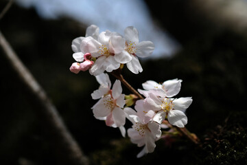 Sticker - 春の東京の小石川後楽園の桜