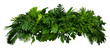 Leinwandbild Motiv Tropical leaves foliage plant jungle bush floral arrangement nature backdrop isolated on white background, clipping path included.