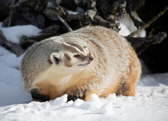 Canvas Print - American badger (Taxidea taxus) walking in the winter snow.