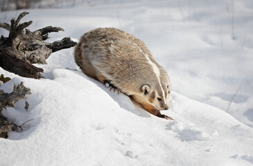 Wall Mural - American badger (Taxidea taxus) walking in the winter snow.