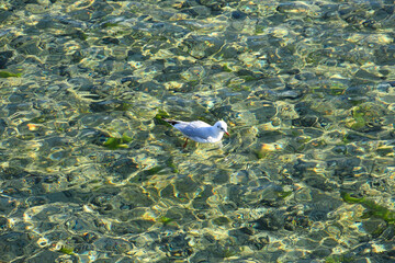 Wall Mural - Möwe auf dem Bodensee