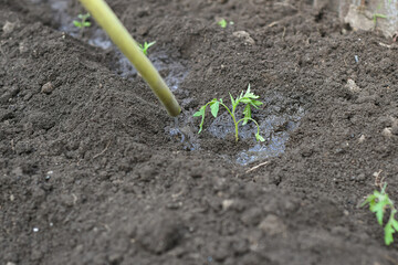 Wall Mural - Watering the newly planted tomato seedlings with water from the hoses.