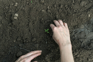 Wall Mural - A woman covers a freshly planted tomato seedling with soil.