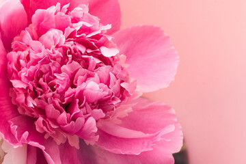 Wall Mural - Pink peony closeup on pink background with copy space. Floral card design. Selective focus