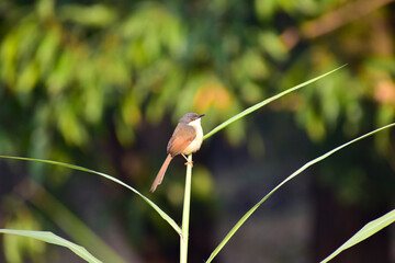 Poster - Beautiful little bird on the grass , closeup of ashy prinia , The ashy prinia or ashy wren-warbler is a small warbler in the family Cisticolidae