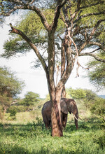 Lonely Young Bush Elephant Hiding Behind A Tree Trunk In The Tarangire National Park, Tanzania. African Savanna Elephant - The Largest Living Terrestrial Animal. Animals In The Wild Concept Image.
