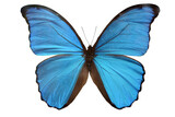 Fototapeta  - Butterfly Morpho Didius. Morpha Isolate