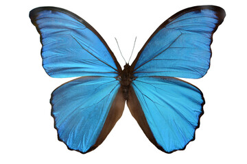 Butterfly Morpho Didius. Morpha Isolate