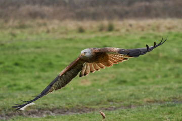 Sticker - Red Kite (Milvus milvus) flying low across the countryside of Wales in the United Kingdom.