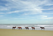 Wild horses on the beach in Corolla on the North Carolina Outer Banks