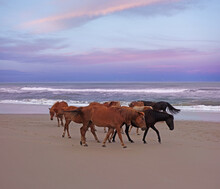 Wild Horses On The Beach At Sunset In Corolla North Carolina