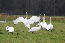 Beautiful Trumpeter Swans Frolicking In A Meadow, In The Pacific Northwest, Whidbey Island, Washington State.