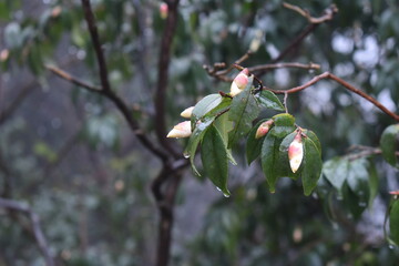 Poster - tree blossom