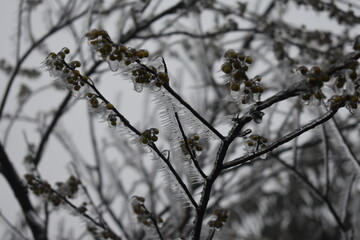 Sticker - snow covered branches