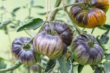 Wall Mural - Yellow tomatoes of varying ripeness grow in a polycarbonate greenhouse. Growing organic tomatoes