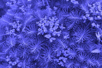 Beautiful leaves and flowers tinted in ultraviolet color. The color of 2022 is very peri.