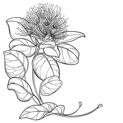 Outline corner bouquet of tropical Metrosideros or pohutukawa or Christmas tree flower in black isolated on white background. 