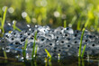 frog eggs on water surface