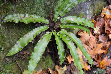 Poster - In the wild, fern Asplenium scolopendrium grows