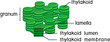Structure of chloroplast granum and thylakoid isolated on white background