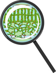 Poster - Sectional diagram of plant leaf microscopic structure under magnifying glass isolated on white background