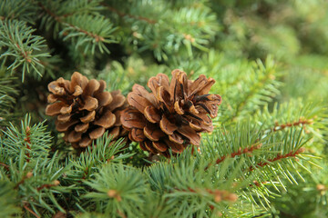 Coniferous tree branch with cones outdoors, closeup