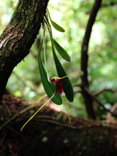 Beautiful Flower Of The Wild Orchid Masdevallia Calura