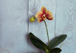 Orchid phalaenopsis variety Charmer yellow with burgundy specks, on a blue wooden background, selective focus, space for an inscription, horizontal orientation.