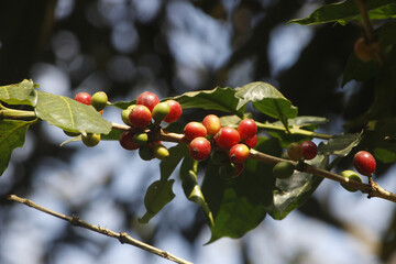 Sticker - A selective focus shot of coffee beans growing on tree