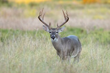 Fototapeta Sawanna - White tailed deer buck on Texas farmland