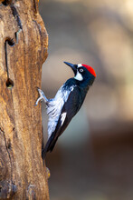 Acorn Woodpecker Storing Food In A Tree