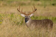 White tailed deer buck on Texas farmland