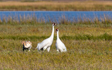 Critically Endangered Whooping Crane Adult With Colt (juvenile)in Aransas National Wildlife Refuge