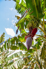 Sticker - A vertical shot of a banana tree in a daylight