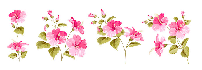 Wall Mural - Set of differents hibiscus on white background.