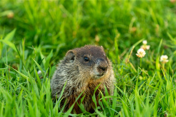 Wall Mural - The groundhog (Marmota monax), also known as a woodchuck.