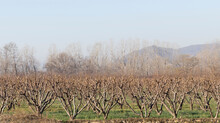 Peach Orchard Leafless Trees In The Winter