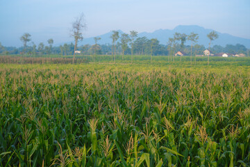 Poster - The view of a cultivated corn field