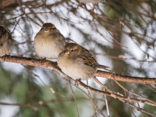 Two Sparrows sits on a branch without leaves.