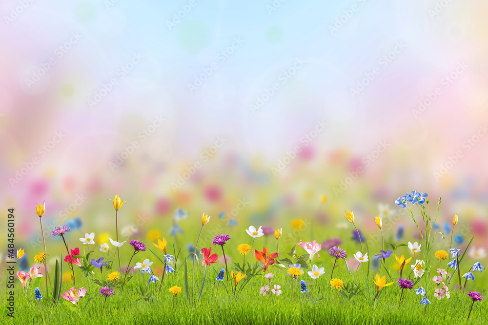 Wild flowers in green grass Stock Photo | Adobe Stock