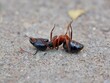 © Bijaya Kumar - A dead black ant in floor
