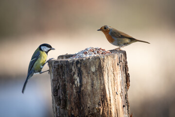 Poster - garden birds