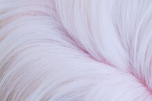 White Dog Fur Texture Close-up Beautiful Fur Background