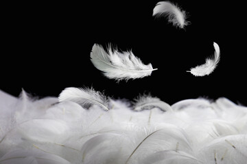 Wall Mural - down feathers. soft white fluffly feathers falling in the air. swan feather on black background. flo