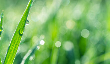 Sparkling Dew Drop On The Green Grass Leaf Close-up. Purity And Freshness Concept. Blurred Gren Nature Background.