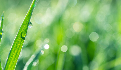 Wall Mural - Sparkling dew drop on the green grass leaf close-up. Purity and freshness concept. Blurred gren nature background.
