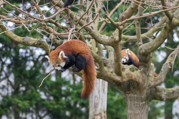 Wall Mural - Red panda playing in the tree