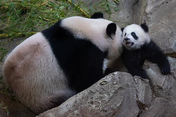 Wall Mural - a baby panda plays with its mother